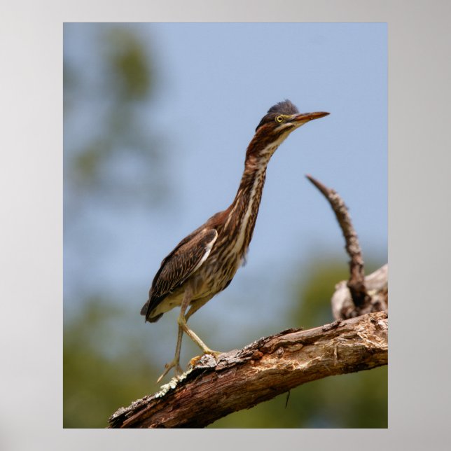 Póster Young One (Frente)