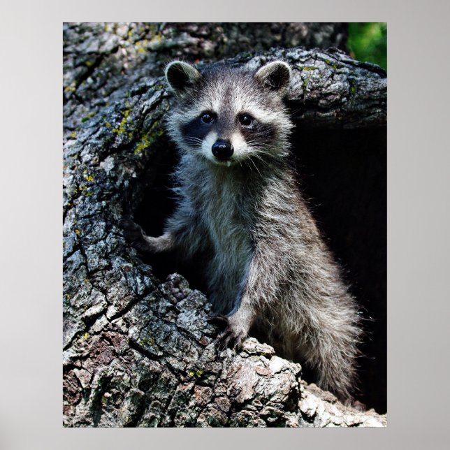 Póster Young Raccoon (Frente)