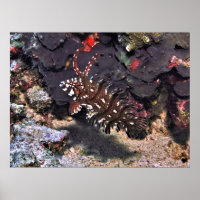 Young Rockmover Wrasse