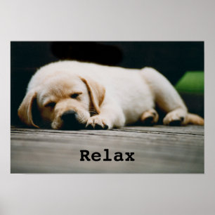 Póster Young Yellow Labrador Puppy Sleeps Soundly