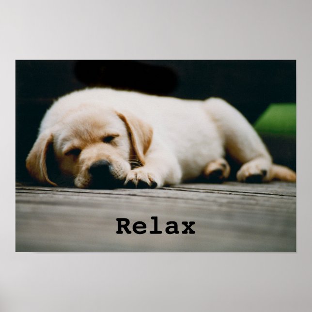 Póster Young Yellow Labrador Puppy Sleeps Soundly (Frente)