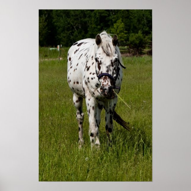 Póster You've Been Spotted (Frente)