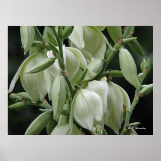 Póster Yucca Blooms