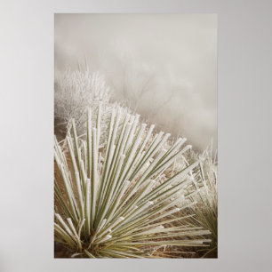 Póster Yucca cubierta de escarcha en invierno