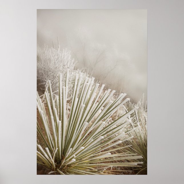 Póster Yucca cubierta de escarcha en invierno (Frente)