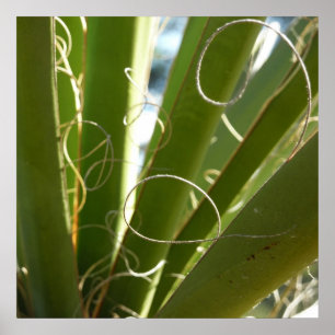 Póster Yucca deja fotografía verde de la naturaleza