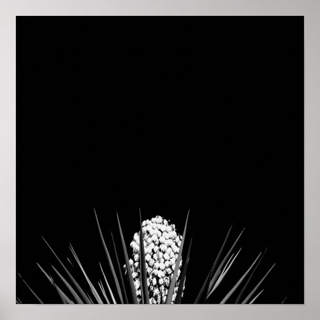 Póster Yucca en blanco y negro por LLR (Frente)
