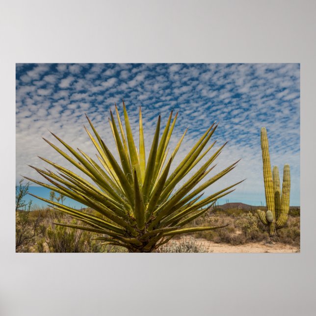 Póster Yucca En El Desierto, México (Frente)