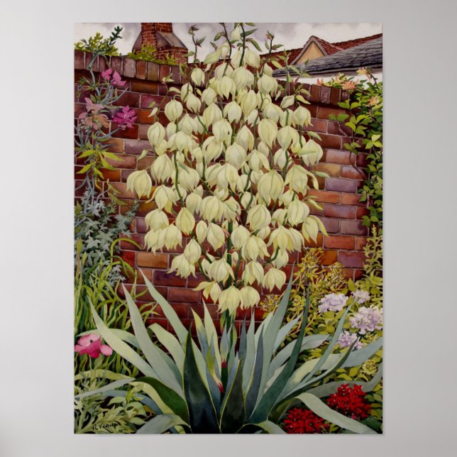 Póster Yucca floreciente (Frente)