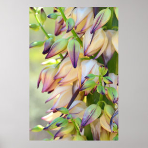 Póster yucca flowers poster