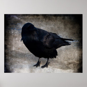 Póster Yukon Raven Grunge