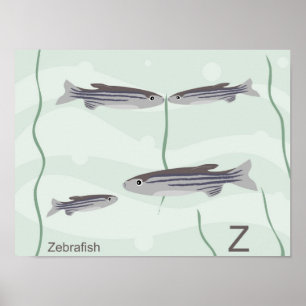 Póster Z Poster de pez cebra