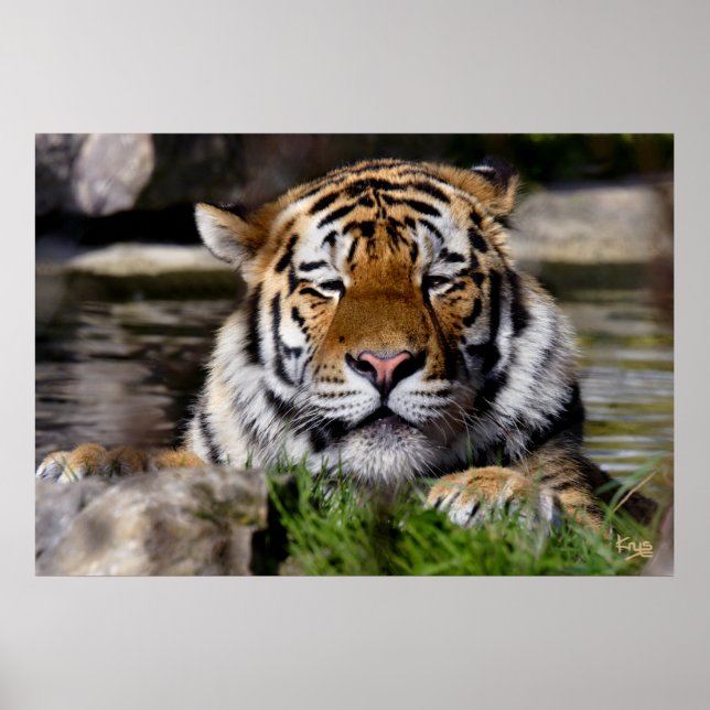 Póster Zambar Tiger Print (Frente)