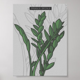 Póster Zamiifolia ZZ Zamioculcas Planifica