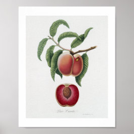 Póster Zanahoria Melocotón (Persica carota) de Pomona Ita
