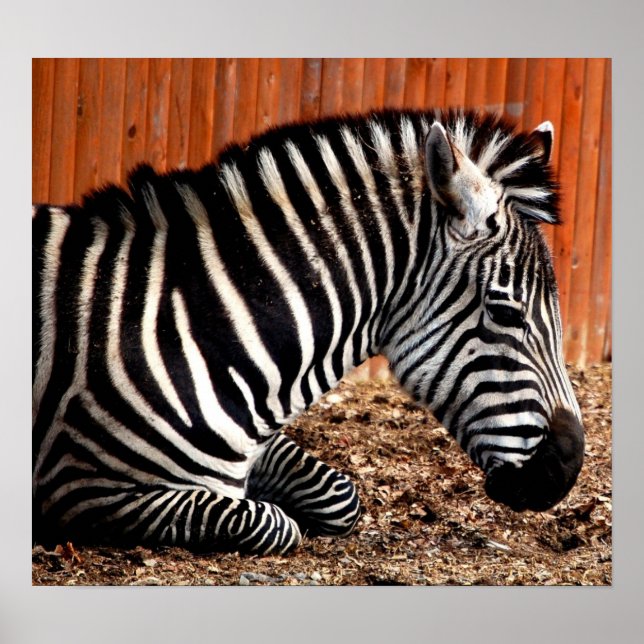 Póster Zebra (Frente)