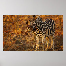 Póster Zebra