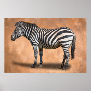 PÓSTER ZEBRA