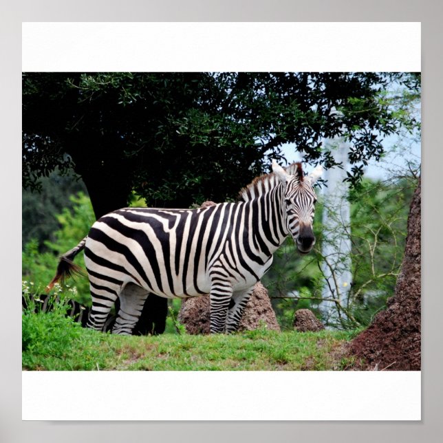 Póster Zebra (Frente)