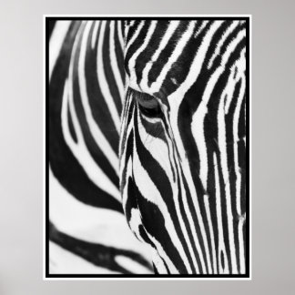 Póster Zebra