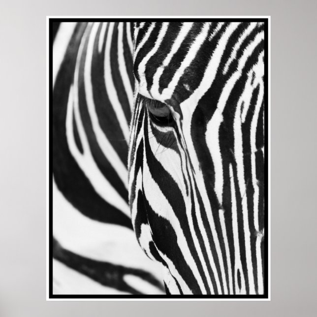Póster Zebra (Frente)