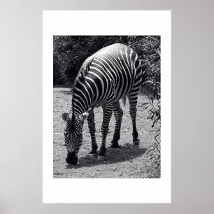 Póster Zebra