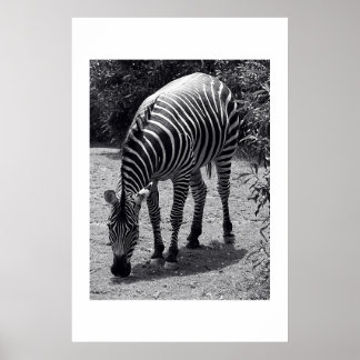 Póster Zebra