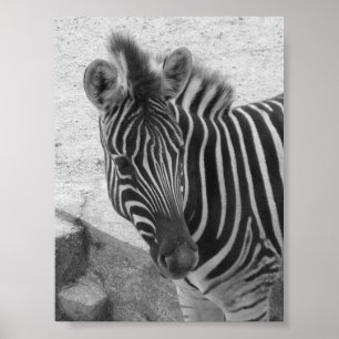 Póster Zebra