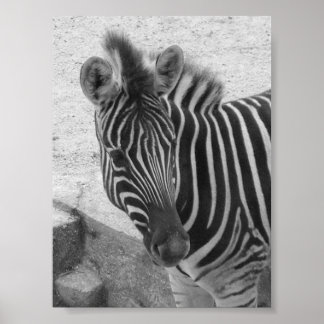 Póster Zebra