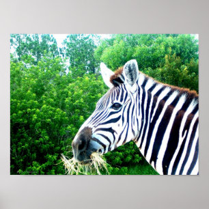 Póster Zebra