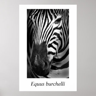Póster Zebra #1 Equus burchelli