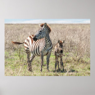 Póster Zebra and Foal
