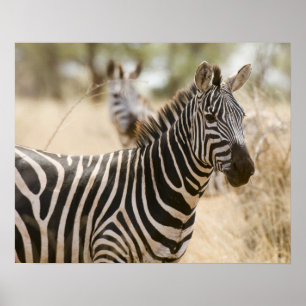 Póster Zebra at the Meru National Park, Kenya.