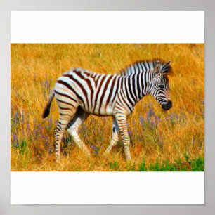 Póster Zebra Baby
