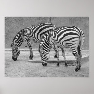 Póster Zebra Buddies