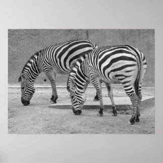 Póster Zebra Buddies