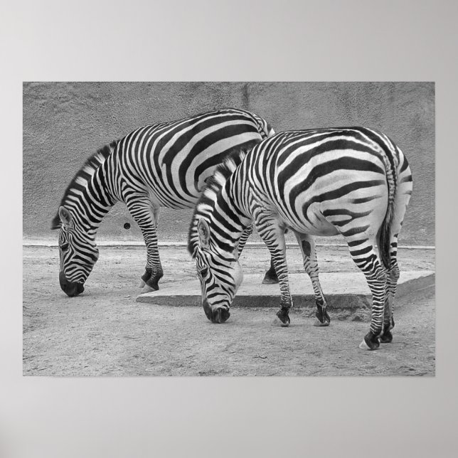 Póster Zebra Buddies (Frente)