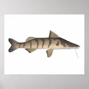 Póster Zebra Catfish
