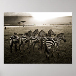 Póster Zebra Dawn