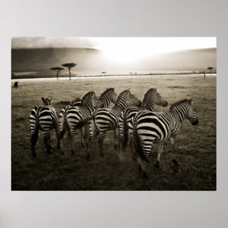 Póster Zebra Dawn