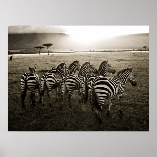 Póster Zebra Dawn (Frente)