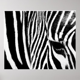 Póster Zebra de tdgallery