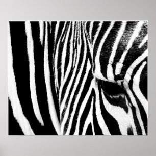 Póster Zebra de tdgallery