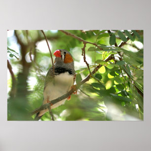 Póster Zebra Finch