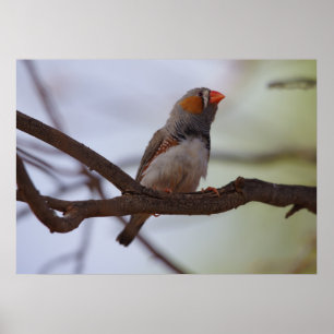 Póster Zebra-finch