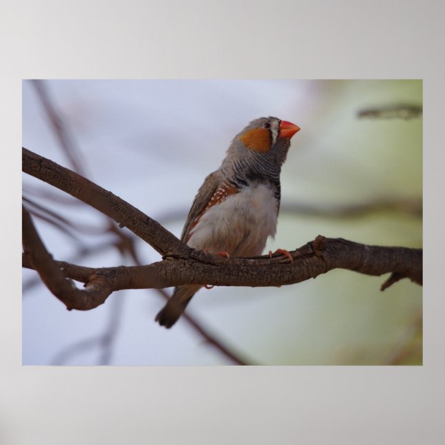 Póster Zebra-finch (Frente)