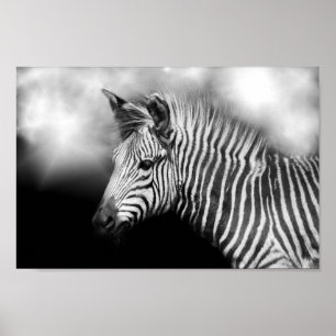 Póster Zebra Foal