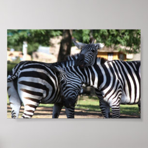 Póster Zebra Friends