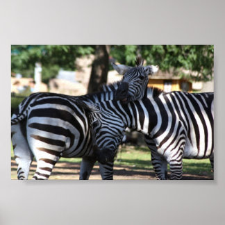 Póster Zebra Friends
