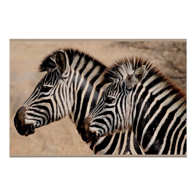 Póster Zebra Friends (Anverso)